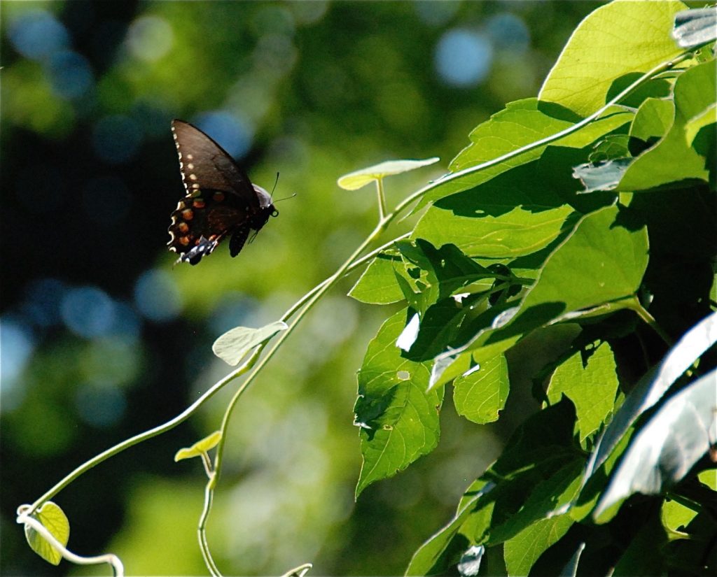Butterfly on vine