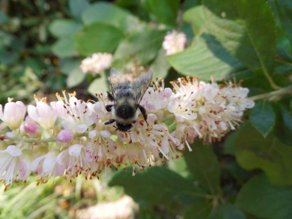 Clethra with Bee